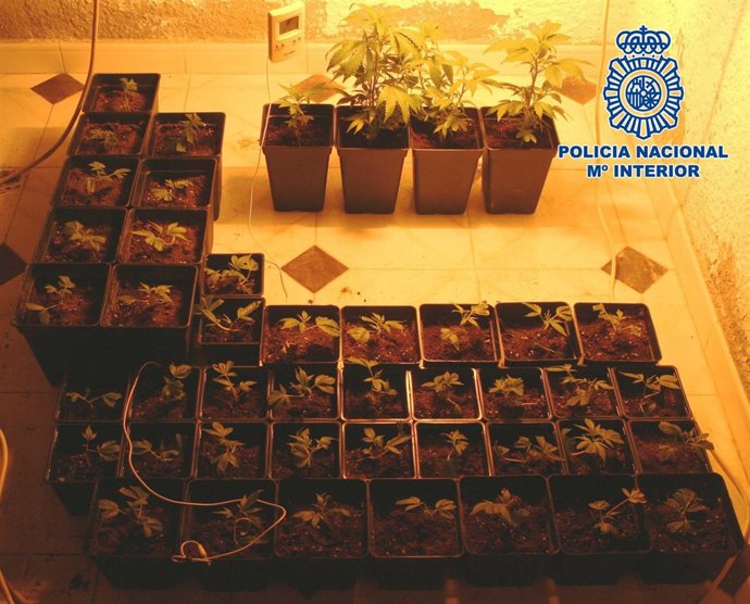 Plantación de marihuana decomisada