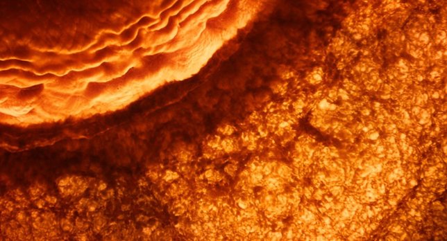 El árbol de la vida