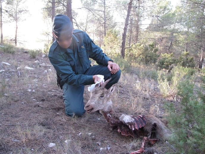 Ejemplar de cabra hispánica abatido en el parque natural de Sierra María