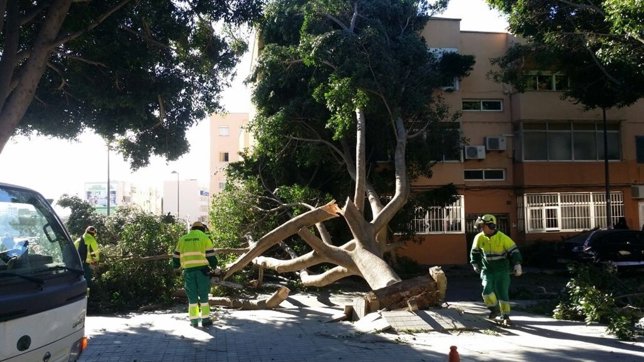 Operarios del Ayuntamiento retirar un arbol tronchado por el viento en Almería