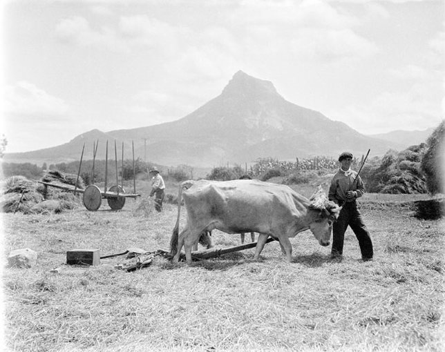 La trilla en Etxarri-Aranatz. 