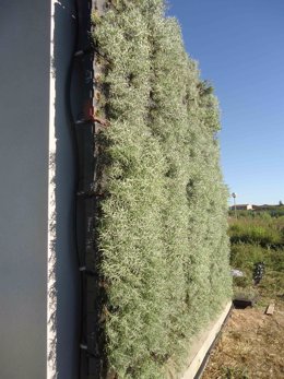 Muro vegetal