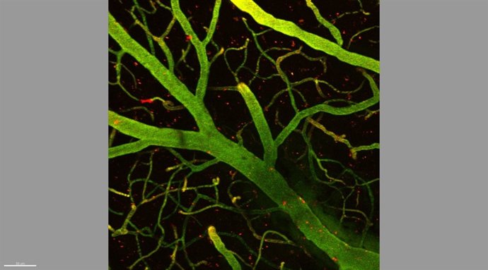 El IRB descubre un mecanismo que permite tratar enfermedades cerebrales