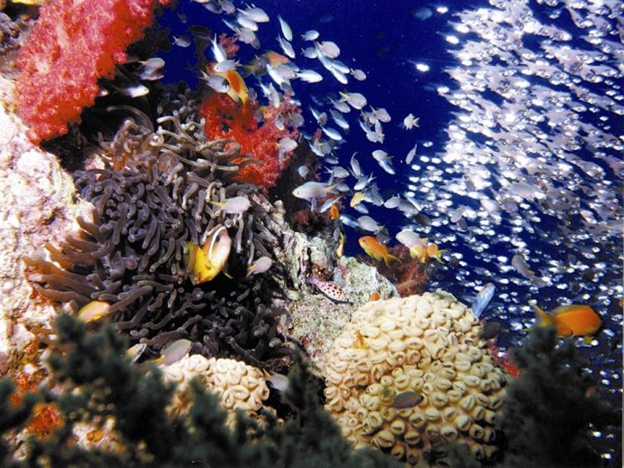 Submarinismo en Jordania