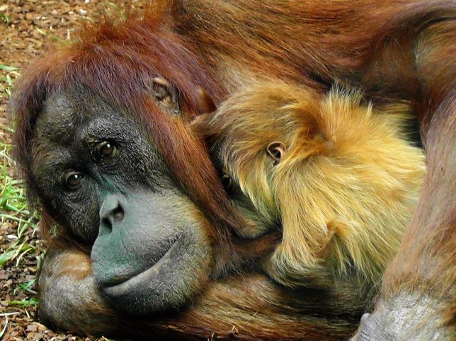 Mono orangután 
