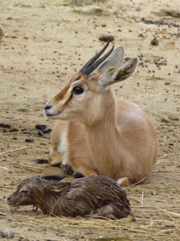 Nace la primera cría de gacela dorca de la temporada en el zoo de Jerez