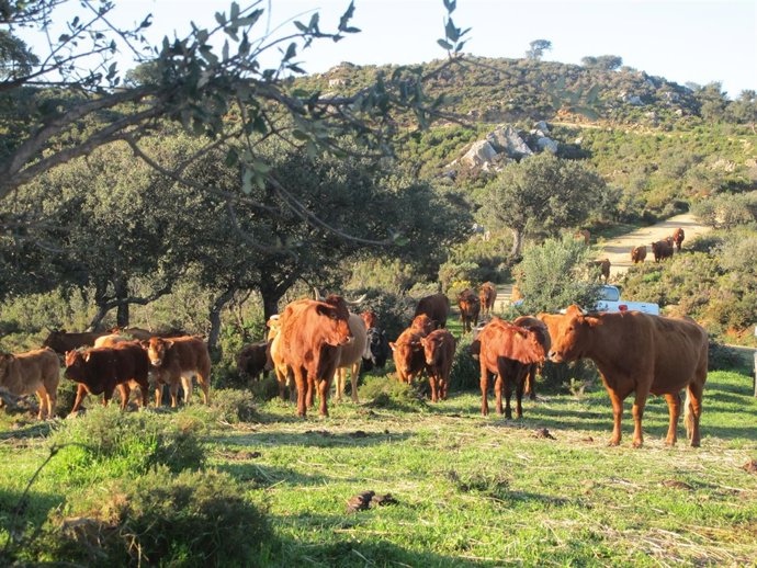 Vacas en la provincia de Cádiz