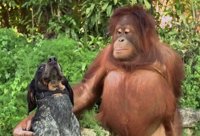 Animales de distinta especie demuestran que la amistad no entiende de normas