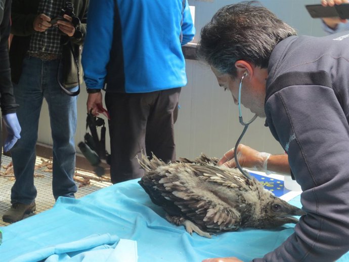 Un veterinario reconociendo a un quebrantahuesos