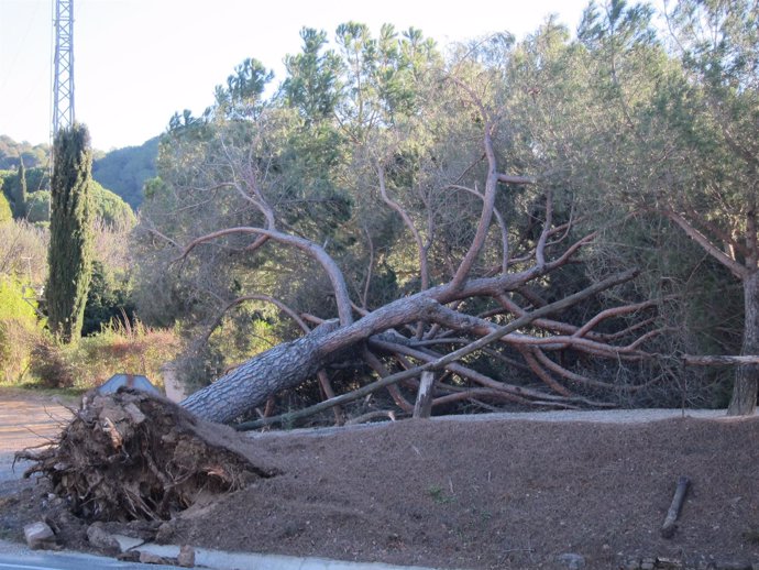 Pino caído por el temporal en Vallès Oriental.