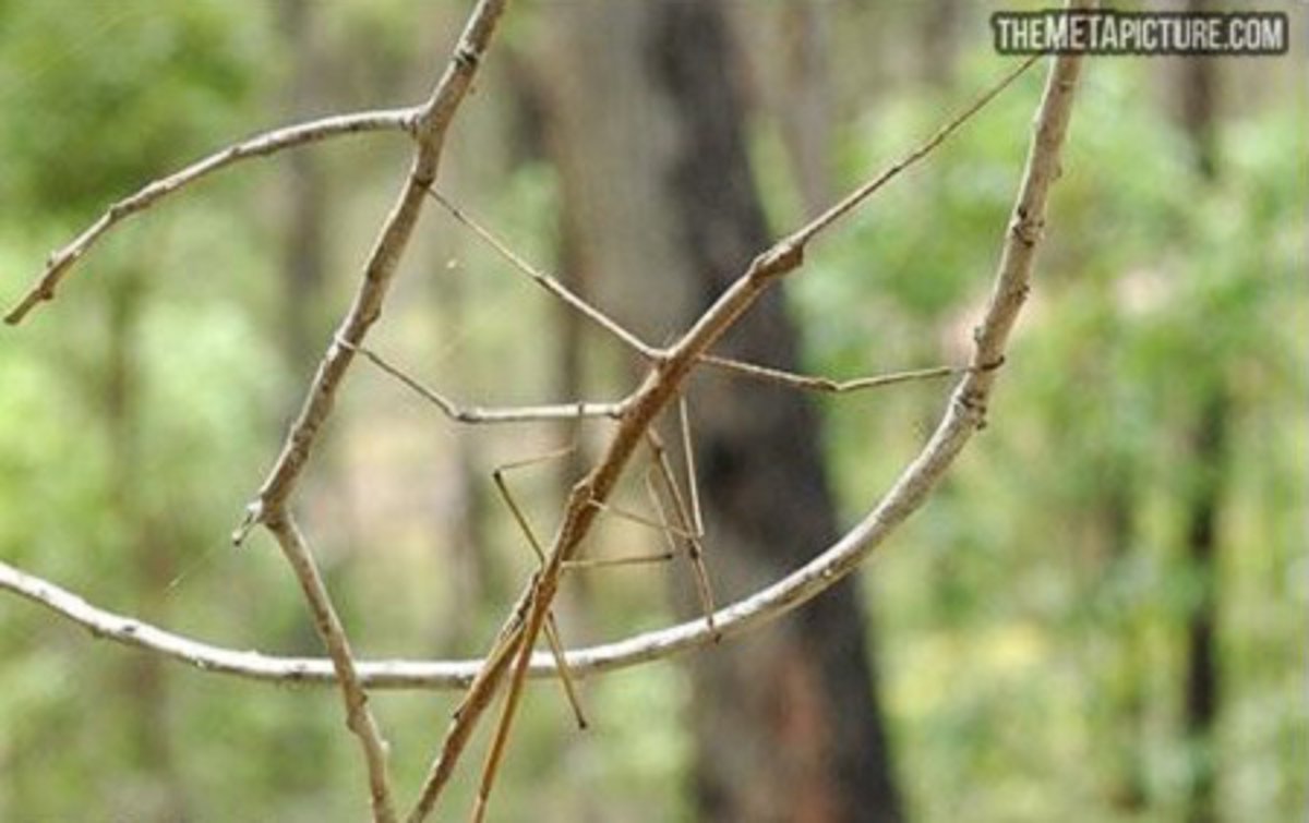 Estos 13 animales camuflados en su entorno quieren jugar al escondite contigo