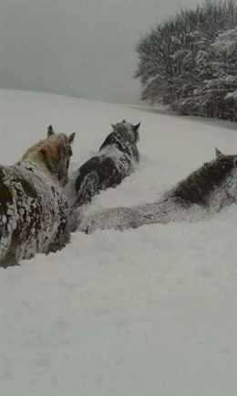 Caballos camina entre la nieve en Cangas del Narcea. 