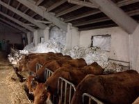 La nieve sepulta varios pueblos en Somiedo y causa daños en una cuadra de Valle de Lago