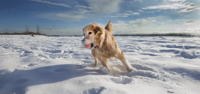 Un perro de la raza golden ignora el frío y juega en la nieve