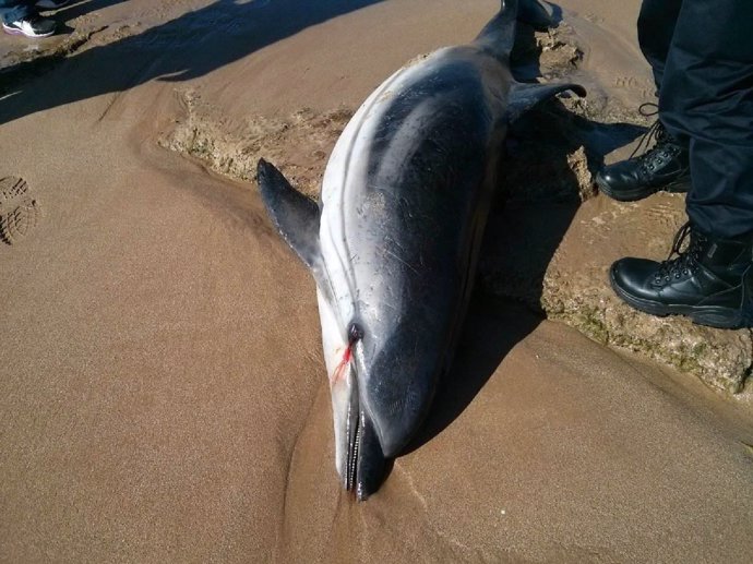 Delfín varado en la costa valenciana