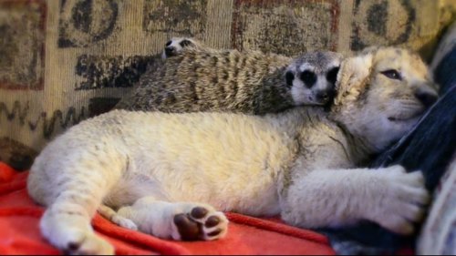 Android: Friends Furever