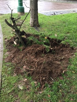 Retirada de árboles en el Parque de La Marga