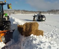 El helicóptero de la Guardia Civil lleva alimento a caballos aislados por la nieve