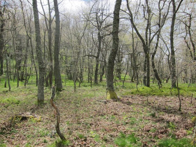 Árboles del valle de Liébana