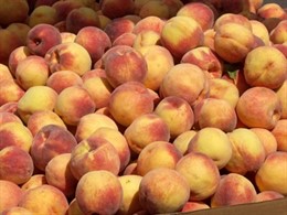 Melocotones de Fraga