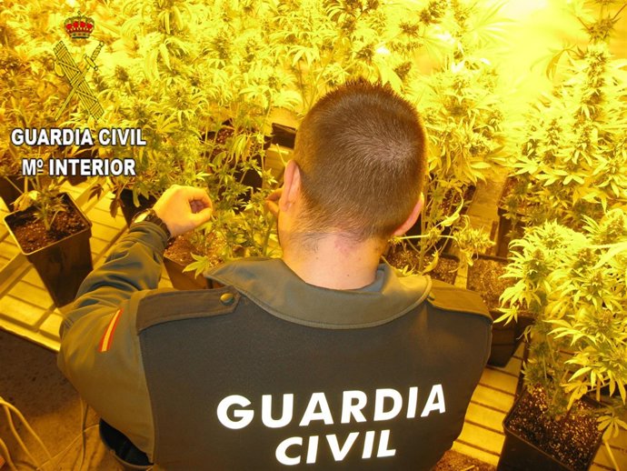Marihuana intervenida en una vivienda de la provincia de Valencia
