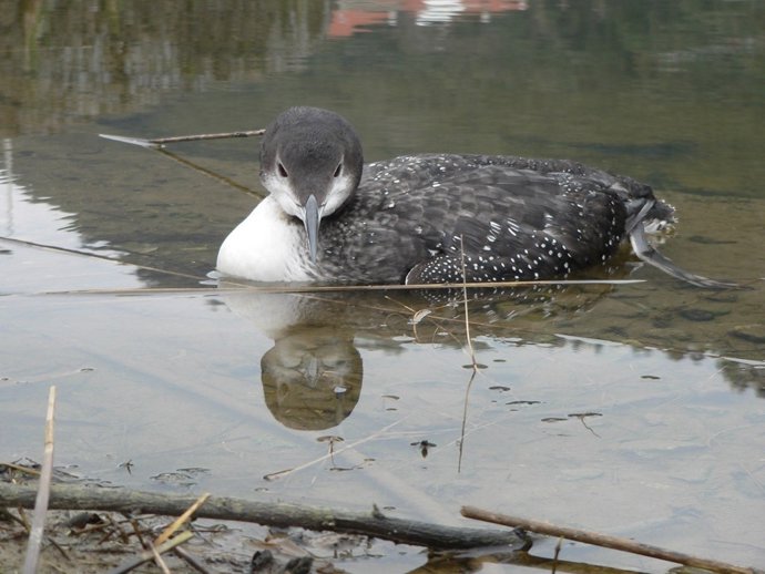 Ave acuática en la marisma de Joyel