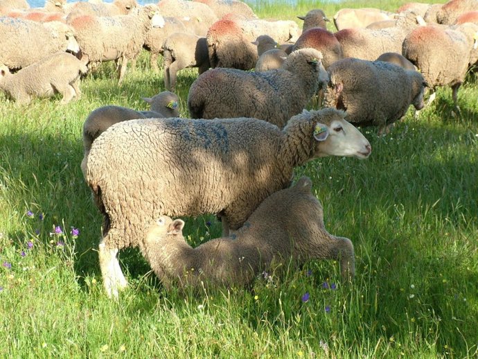 IGP Cordero de Extremadura 'Corderex'