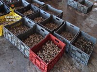 Trece detenidos por comercio ilegal de moluscos en Galicia