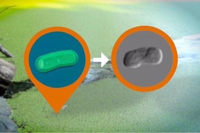 Bacterias vivas captadas en rayos x