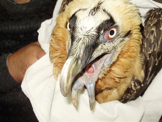 Una hembra de quebrantahuesos del centro de fauna de Vallcalent