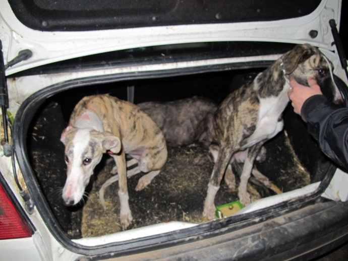 Galgos intervenidos en el maletero de un coche. 