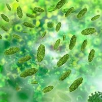 ¿Conoces a la bacteria 'Clostridium difficile'?