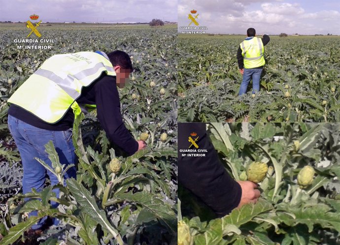 Imagen de los campos de alcachofas