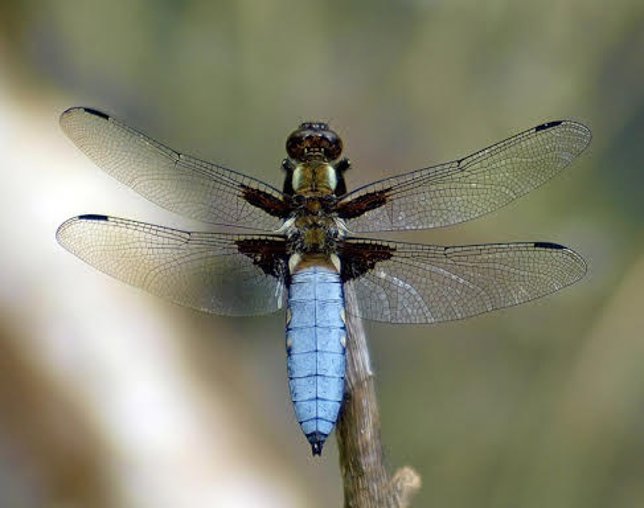 El IER publica un libro sobre libélulas y caballitos de agua