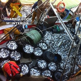 Pescado intervenido por la Guardia Civil. 