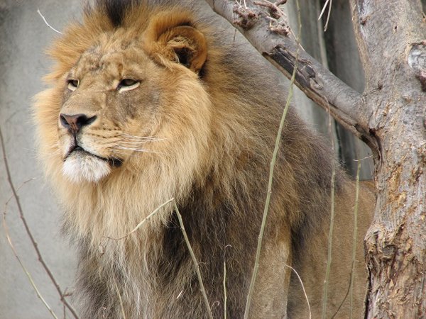 Cómo es el amor en el reino animal?