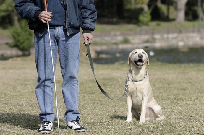 Perro guía