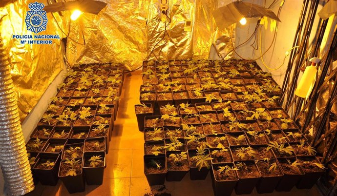 Invernadero, marihuana, Vélez-Málaga, plantas, droga