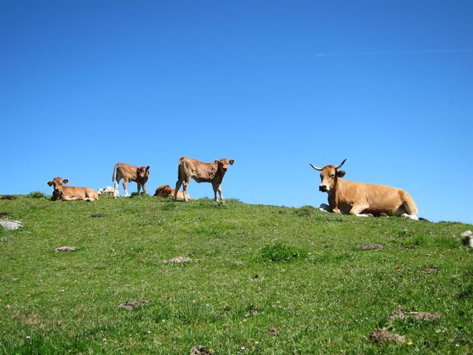 Ganado En Picos De Europa