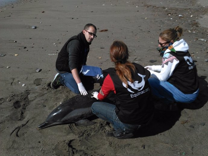 Delfín listado muerto en la playa de Torregarcía
