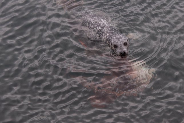 pulpo y foca