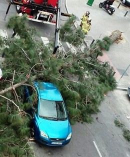 Pino derribado en Amate.