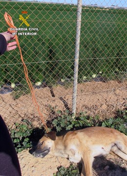 Guardia Civil imputa a dos personas por ahorcar a un perro 