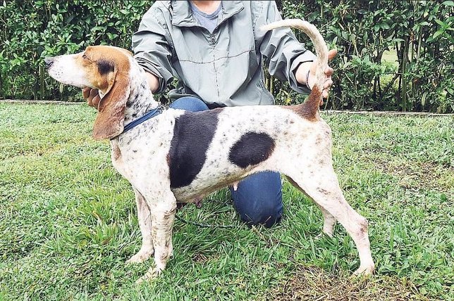 Encuentran la primera raza de perro autóctono de Colombia