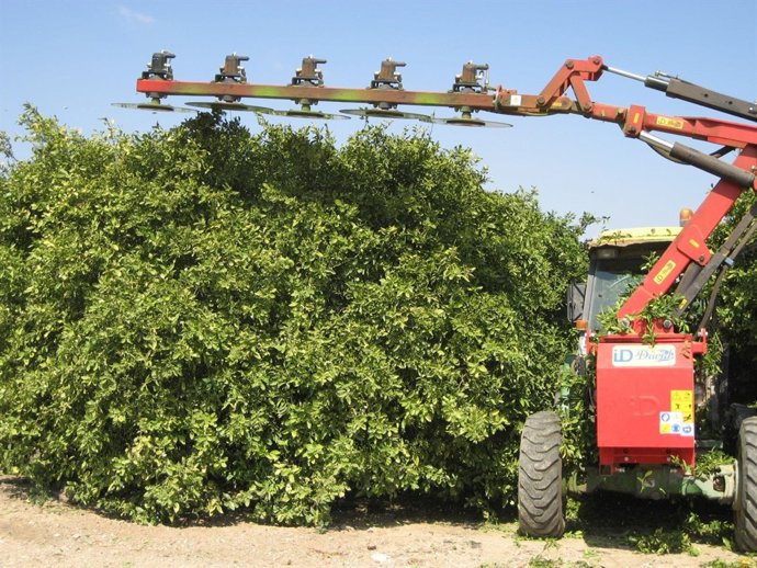 Imagen del sistema de poda de mandarinas 