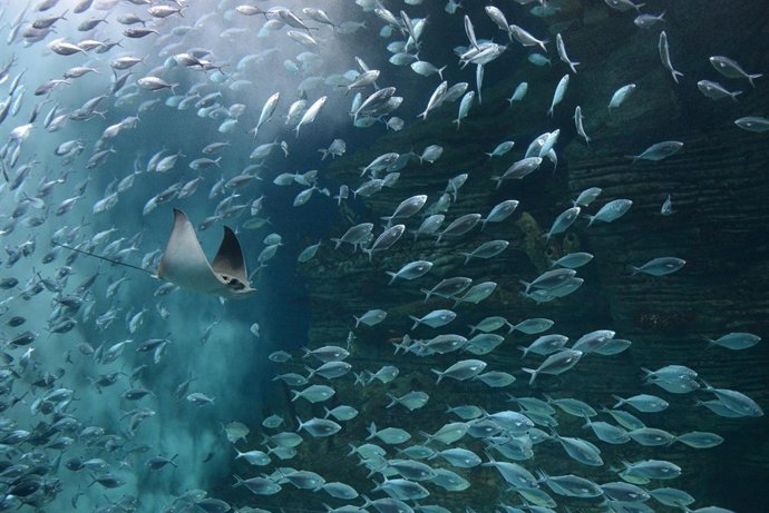 Palometas en l'Oceanogràfic