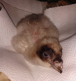Medio Ambiente confirma el nacimiento de un pollo de Quebrantahuesos