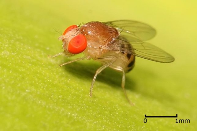 Mosca drosophila
