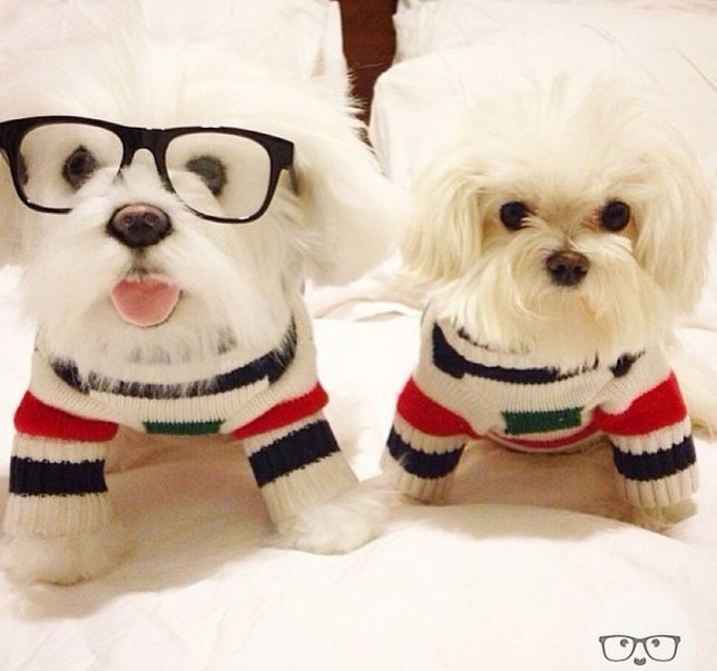 Mascotas y sus clones de peluche