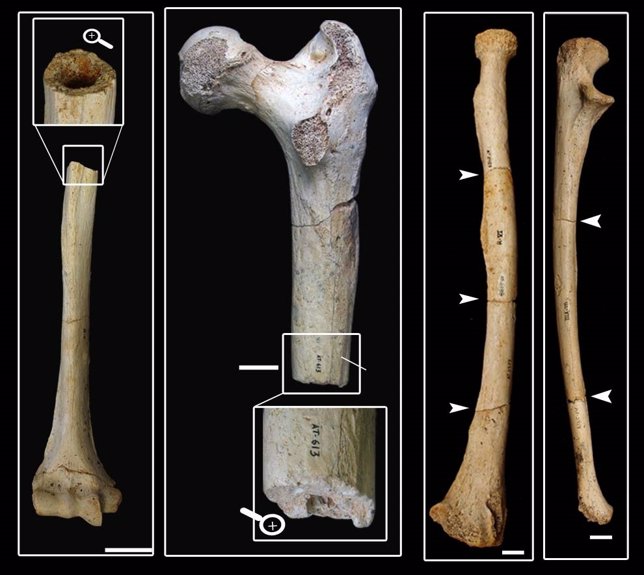 Imagen del estudio sobre fracturación de fósiles humanos en Sima de los Huesos